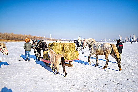 哈尔滨,马匹助力冰雪大世界采冰工作