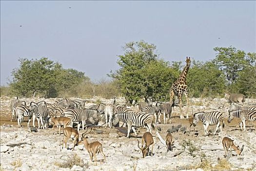 斑马,马,长颈鹿,黑斑羚,水坑,埃托沙国家公园,纳米比亚,非洲