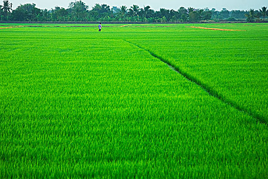 农民,走,稻田,省,泰国