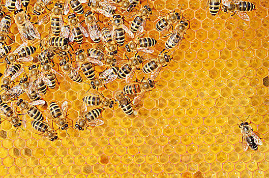 生物群,蜜蜂,清新,蜂窝,蜂蜜