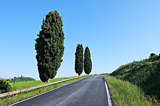 乡村道路,排列,柏树,皮恩扎,锡耶纳,地区,托斯卡纳,意大利