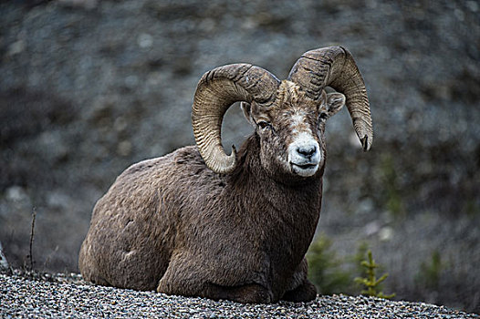 大角羊,瓦特顿湖国家公园,艾伯塔省,省,加拿大,北美