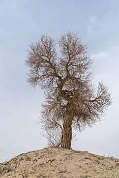 中国新疆巴州胡杨树