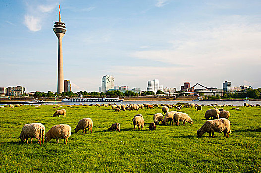 绵羊,放牧,草地,堤岸,莱茵河,相对,塔,媒体,港口,杜塞尔多夫,北莱茵威斯特伐利亚,德国,欧洲