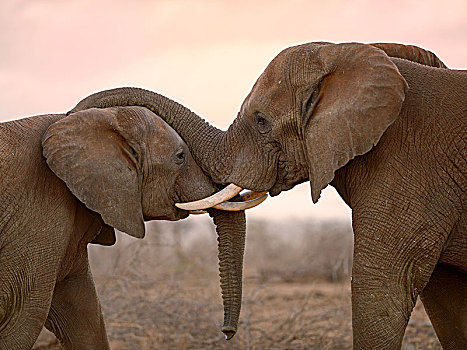 两个,非洲象,玩耍,争斗,禁猎区,南非,非洲