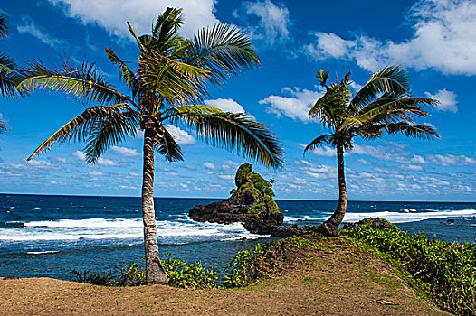 棕榈树,东海岸,岛屿,美洲,萨摩亚群岛,南太平洋,大洋洲