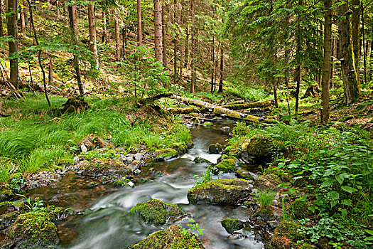 河,树林,生物保护区,图林根州,德国,欧洲
