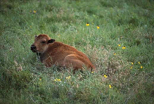 美洲野牛,野牛,幼兽,休息,草原,草,南达科他