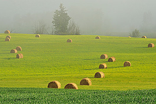 干草,等待,向上,农田,雾状,早晨,山谷,靠近,不列颠哥伦比亚省,加拿大