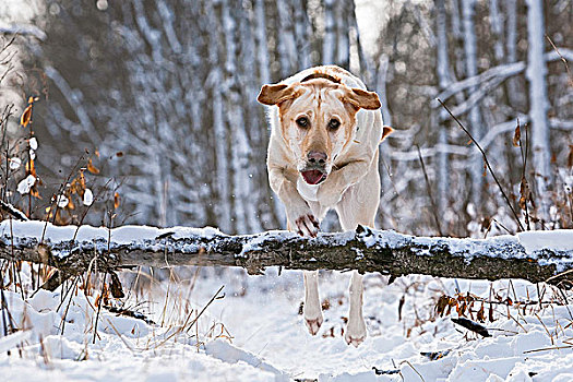 黄色拉布拉多犬,跳跃,上方,落下,树干,树林,曼尼托巴,加拿大
