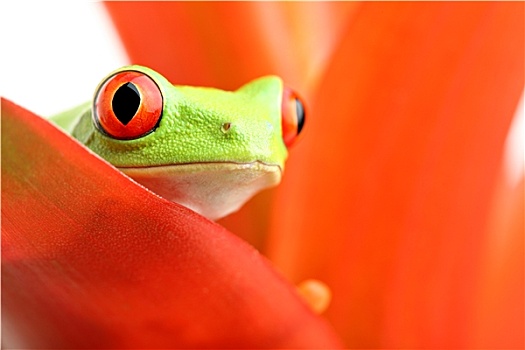 红眼树蛙,植物