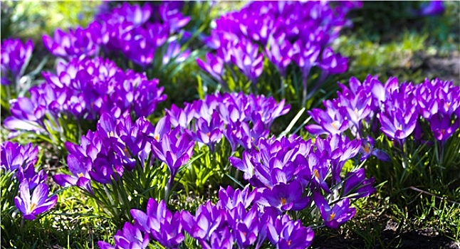 紫色,春天,藏红花