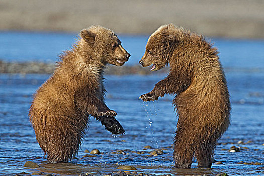 大灰熊,棕熊,幼兽,打闹,克拉克湖,国家公园,阿拉斯加