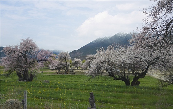 野桃花观赏圣地索松村