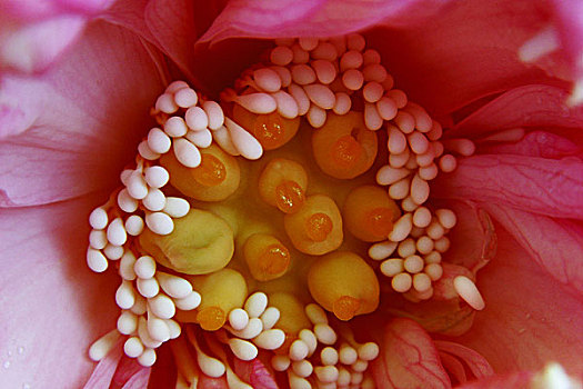 特写,粉色,花,黄色,雄蕊