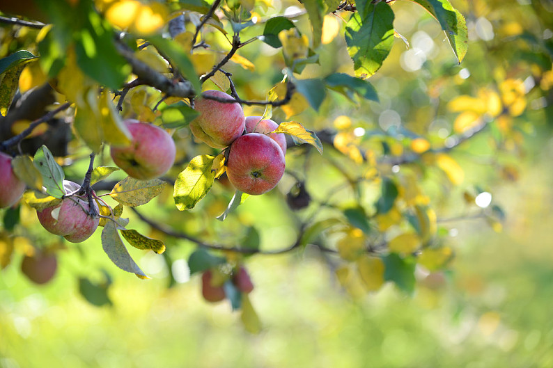 红苹果,果园,秋天,就绪,丰收_高清图片_全景视觉