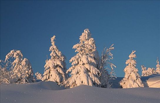 积雪,针叶树,黑森林,巴登符腾堡,德国