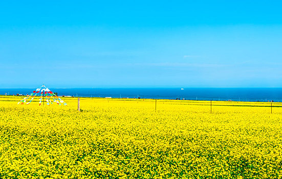 青海湖边的油菜花自然风光