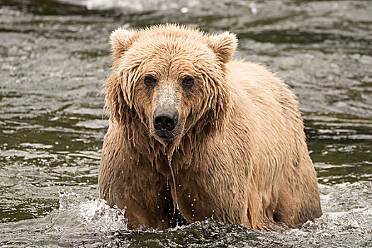 棕熊,河,正面
