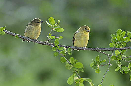 金翅雀,金翅属,年轻,栖息,丘陵地区,德克萨斯,美国,北美