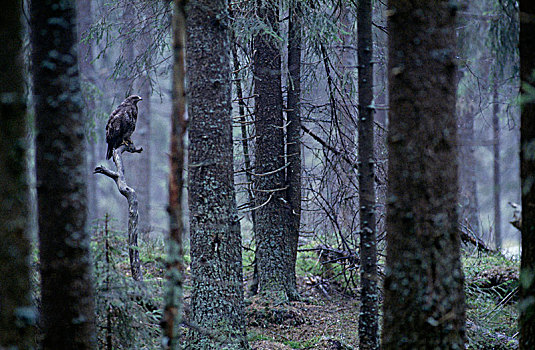 美国兀鹰,树林,芬兰