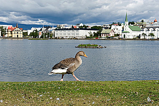 灰色,鹅,摇摇晃晃,岸边,湖,市中心,雷克雅未克,冰岛,斯堪的纳维亚,北欧,欧洲