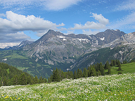 草地,花,山,阿尔卑斯山