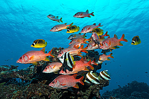 鱼群,马刀,巨大,刺状,游动,正面,珊瑚礁,联合国教科文组织,世界自然遗产,场所,太平洋,昆士兰,澳大利亚,大洋洲
