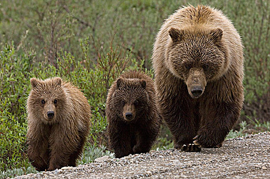 大灰熊,棕熊,母亲,幼兽,阿拉斯加
