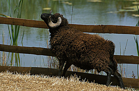 乌埃尚岛,绵羊,公羊