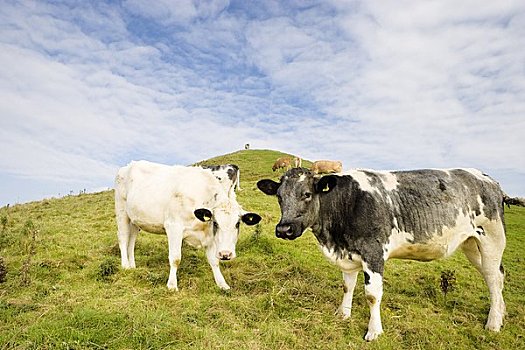 母牛,山坡,格拉斯通贝利,萨默塞特,英格兰