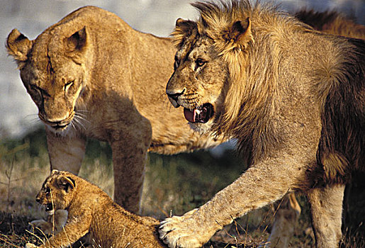 非洲狮,狮子,雌性,雄性,幼兽