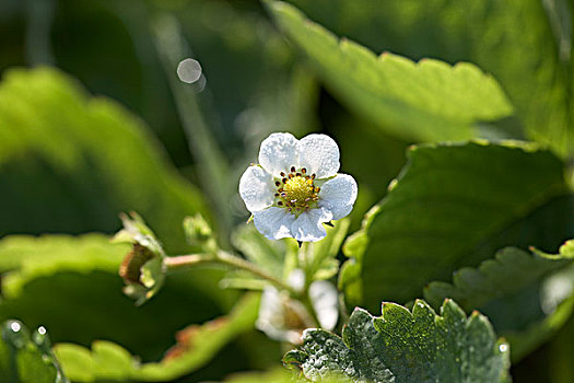 特写,草莓,花,农场,安大略省,加拿大