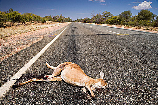 袋鼠,公路,内陆地区,北领地州,澳大利亚