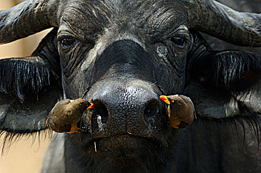南非水牛,非洲水牛,黄嘴娟,寄生物,鼻子,塞伦盖蒂国家公园,坦桑尼亚