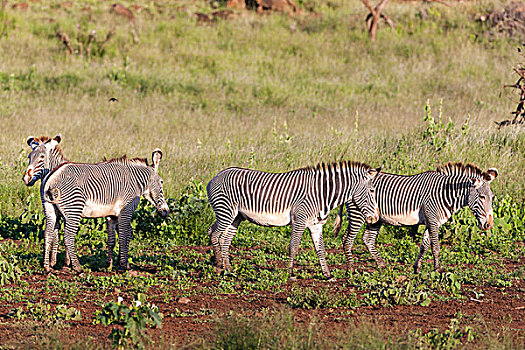 细纹斑马,野生,防护,濒危物种,肯尼亚,非洲