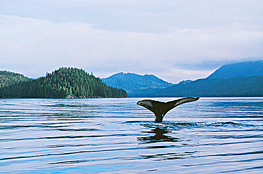 驼背鲸,尾部,鲸尾叶突,不列颠哥伦比亚省,加拿大