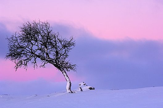斯堪的纳维亚,瑞典,达拉那,桦树,冬季风景