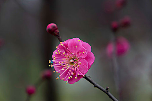 梅花