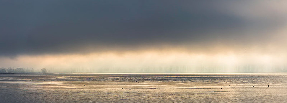 早晨,气氛,雾,康士坦茨湖,巴登符腾堡,德国,欧洲