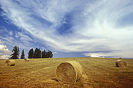 干草包,牧场,区域,不列颠哥伦比亚省,加拿大