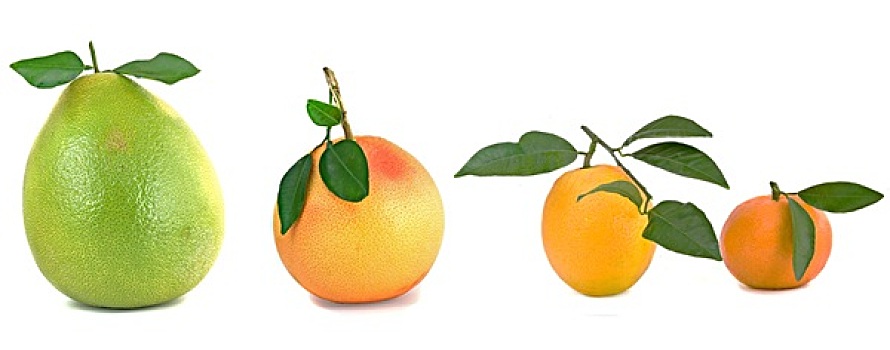 柑橘,柚子,橘子,隔绝,白色背景