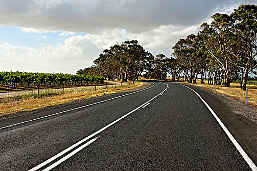 乡间小路,夏天,公路,南澳大利亚州,澳大利亚