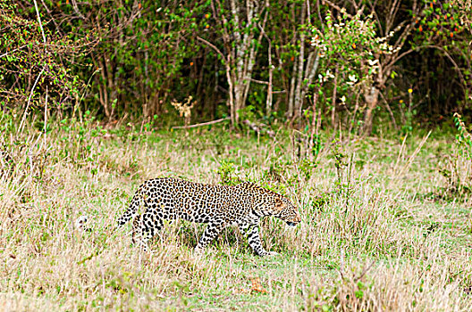 豹,马赛马拉国家保护区,肯尼亚