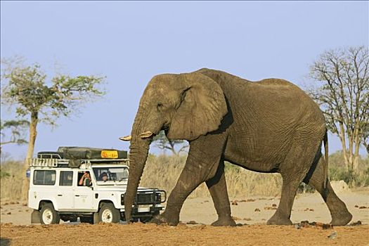 非洲,灌木,大象,非洲象,雄性动物,正面,全地形车,游客,萨维提,乔贝国家公园,博茨瓦纳