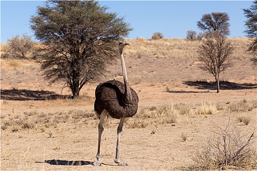 鸵鸟,鸵鸟属,骆驼,卡拉哈迪,南非
