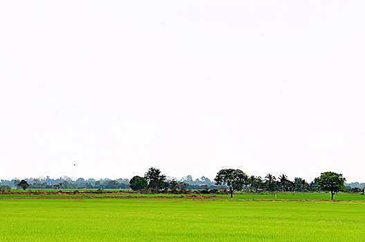 风景,稻田