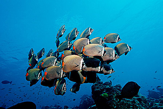 鱼群,蝴蝶鱼,马尔代夫,印度洋