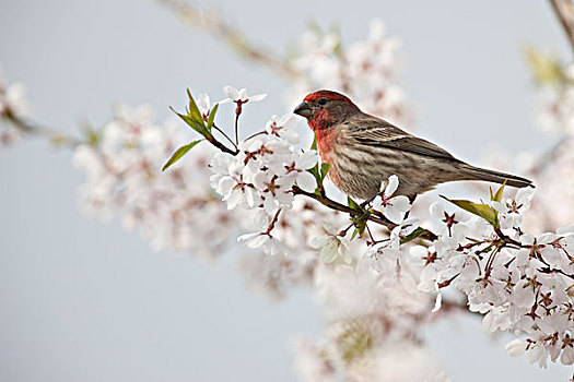 鸟,栖息,樱桃树