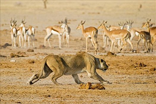 狮子,雌狮,猎捕,跳羚,马卡迪卡迪盐沼,国家公园,博茨瓦纳,非洲